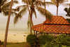 Coconut Tropicana 